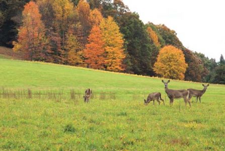 Two Deer Standing In Fall Fields